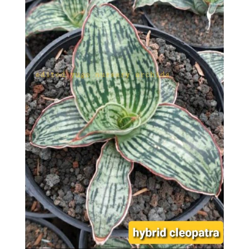 hybrid cleopatra sanseviera cleopatra sansi hybrid