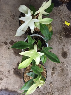 Tanaman hias philodendron merpati florida  ghost  Shopee 