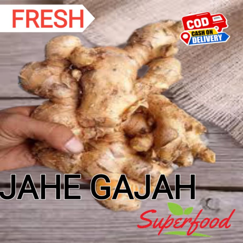 

Jahe Gajah Jahe jumbo jahe putih jahe segar