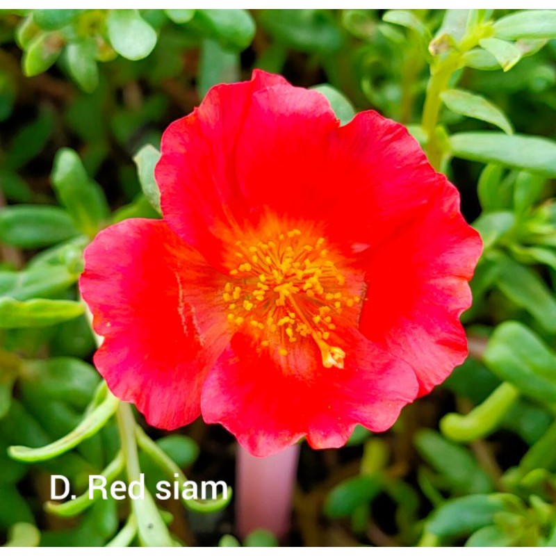 5 STEK BUNGA KROKOT IMPORT DUNA RED SIAM