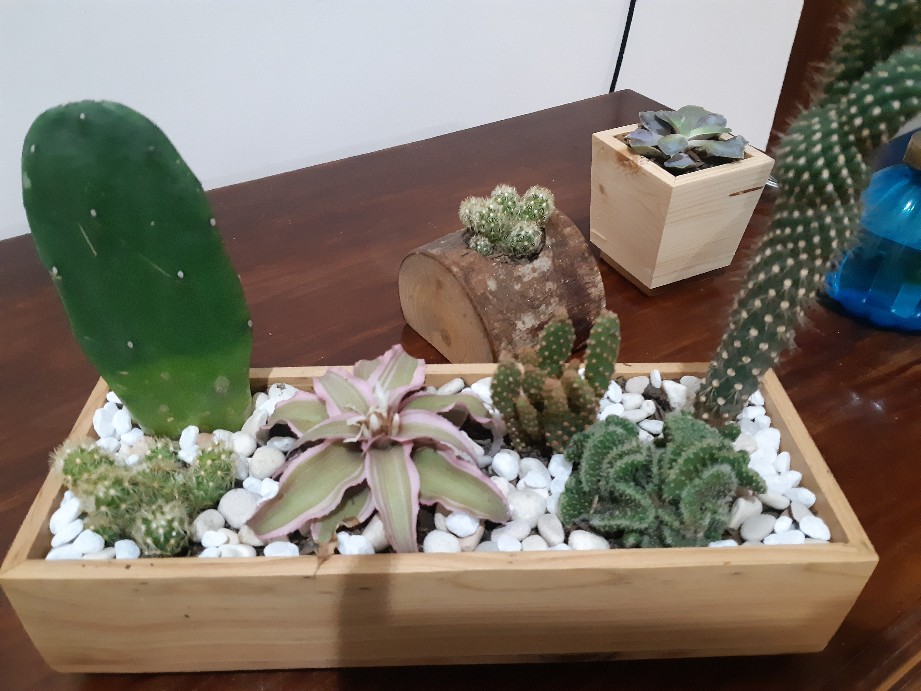 Sukulen Dan Kaktus Mini (opuntia Rufida Var. Monstruosa)