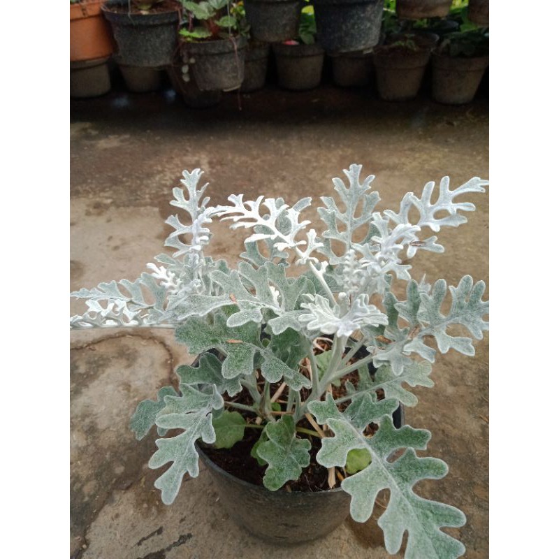 tanaman bunga putri salju