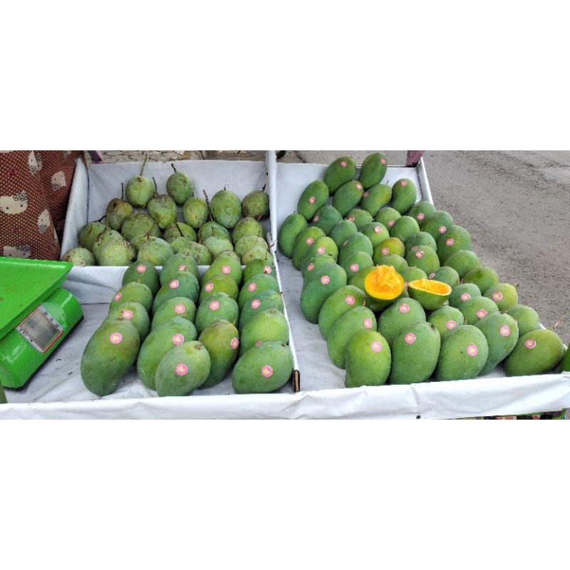 

mangga istana (arumanis penggarit)