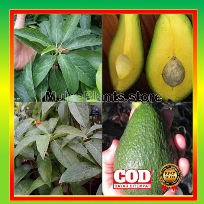 Obral BIBIT TANAMAN ALPUKAT YAMAGATA OKULASI BENIH ALPUKAT BUAH ALPUKAT MURAH ALPUKAT SUPER