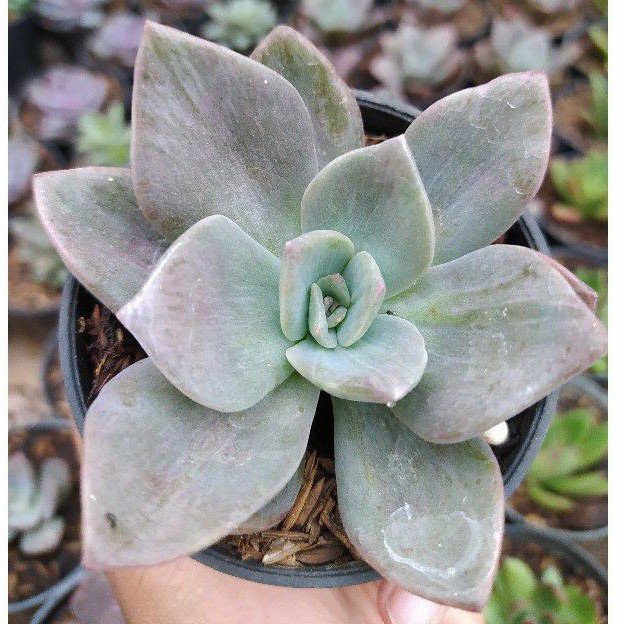 Echeveria grapto bainesi mutasi