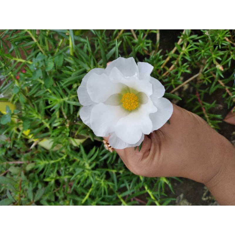 BUNGA KROKOT JUMBO PUTIH/WHITE MOSSROSE