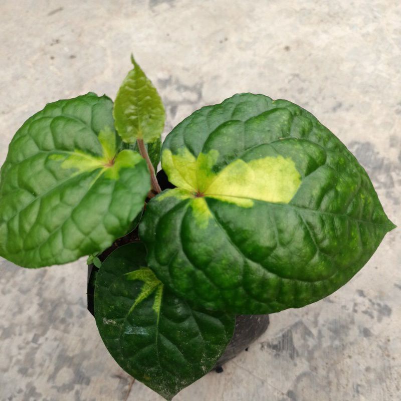 Sirih Ceplok Telor Varigata Kuning