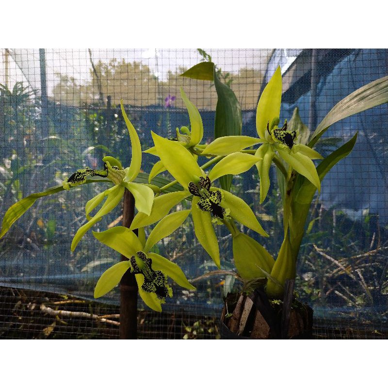 Coelogyne Pandurata