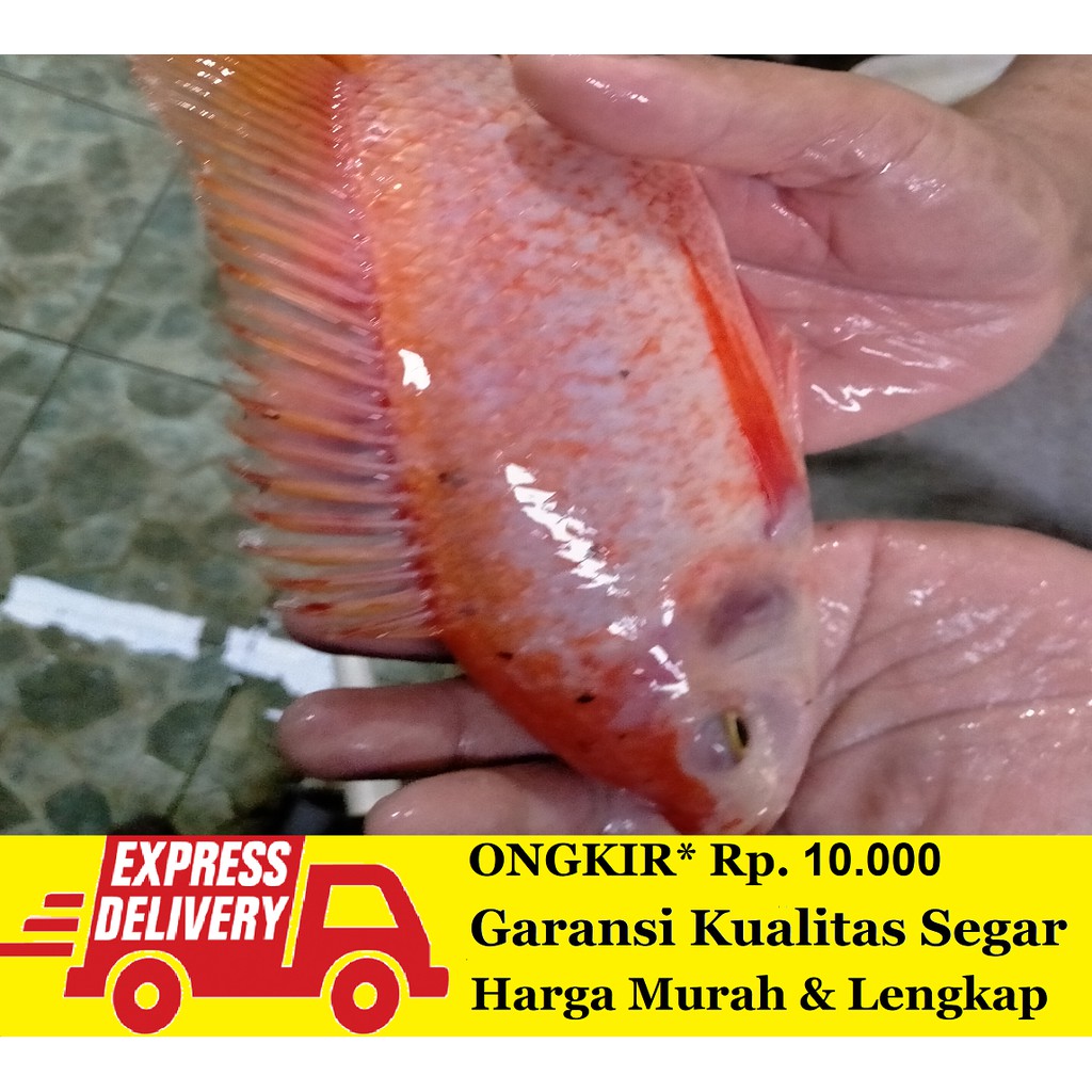 

Ikan Nila Segar 1 kg