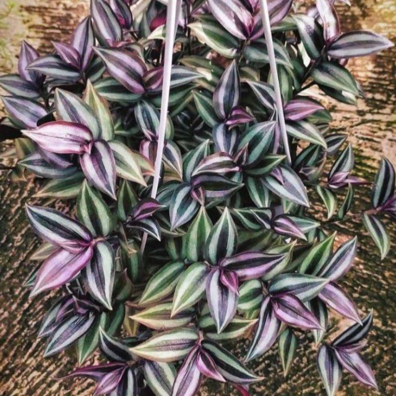 Stek berakar Tanaman hias gantung Sabrina