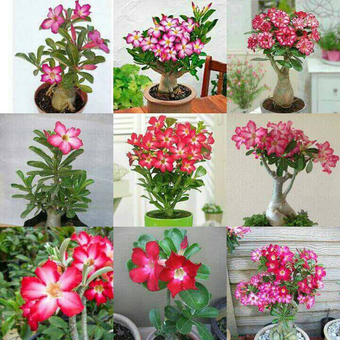 

Harga per pack_ Biji benih bunga adeium mixed colort seed flower / 4 biji