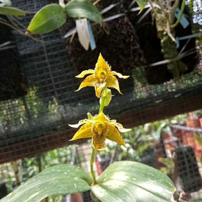 anggrek dendrobium macrophyllum