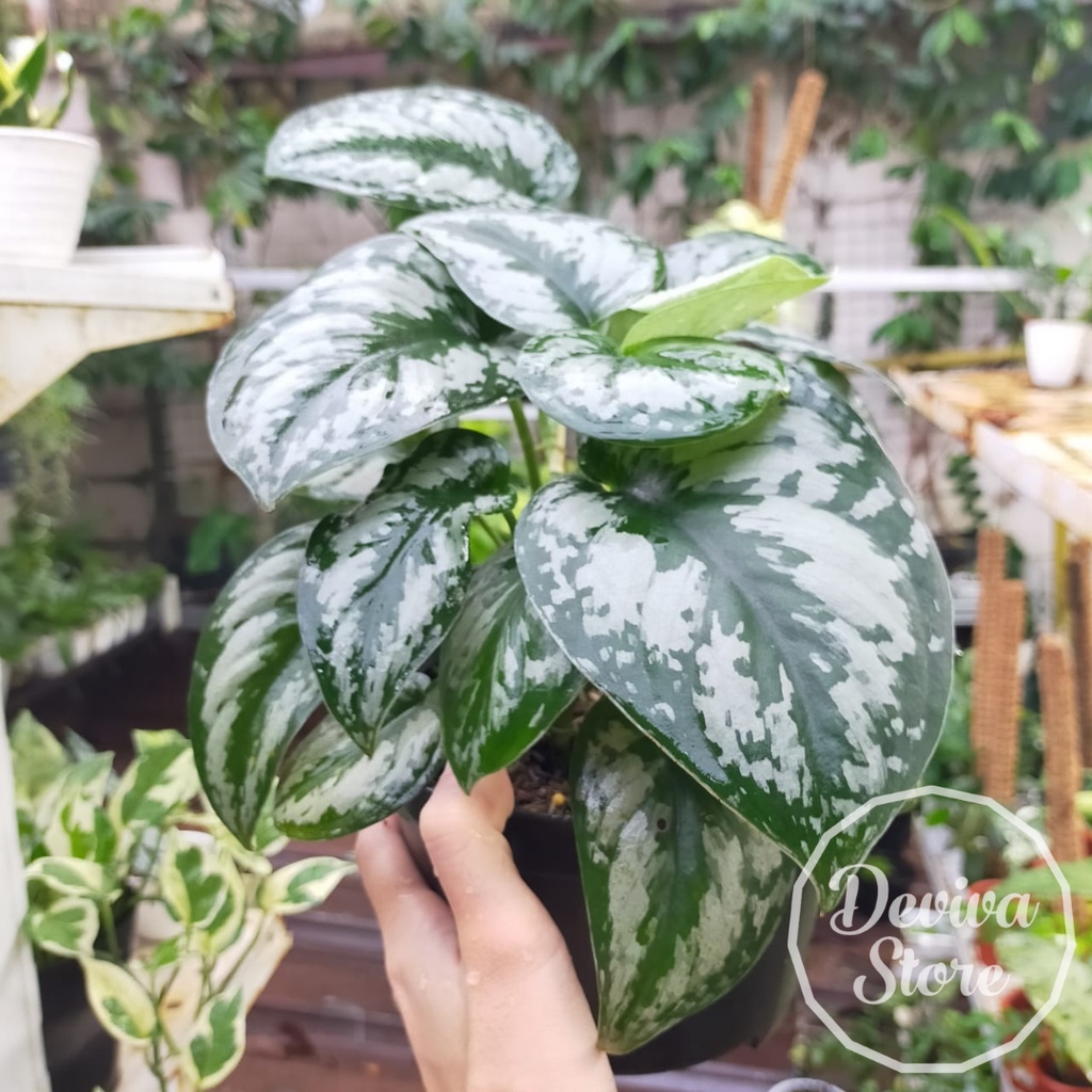 Tanaman Hias Scindapsus Pictus Exotica Rimbun