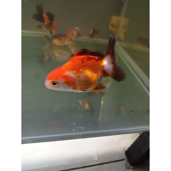 

ikan mas koki oranda panda 3color