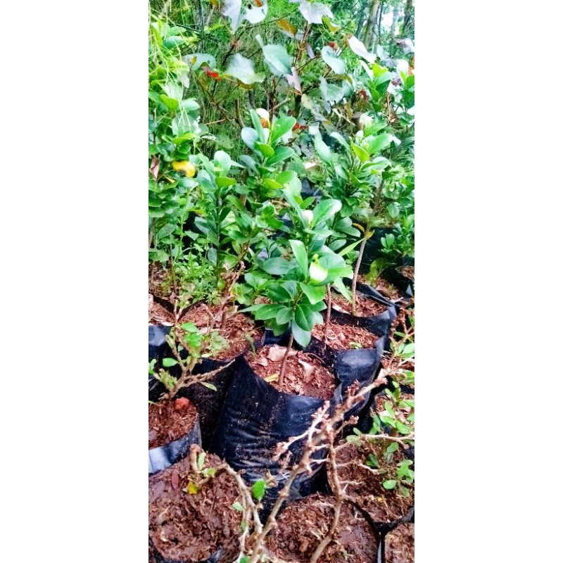 Bibit ficus compacta 25-30cm