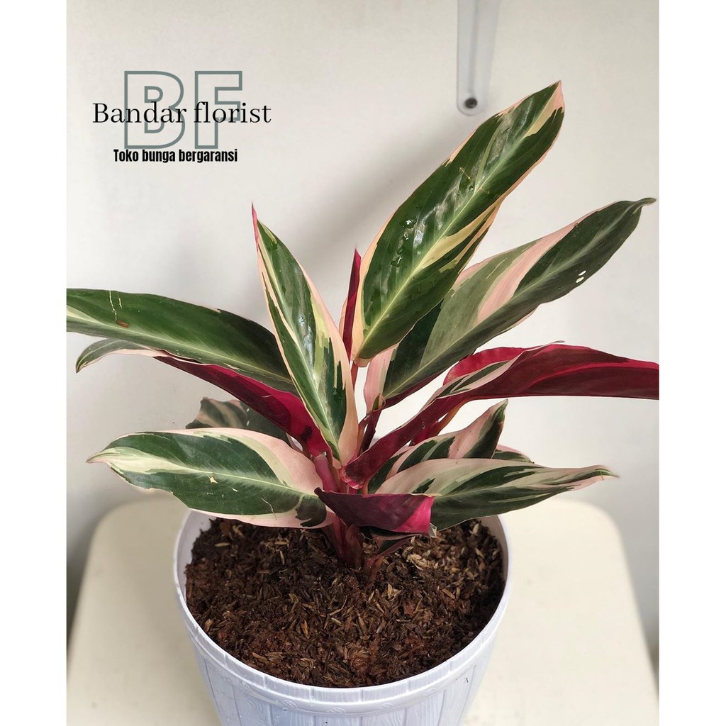Calathea Multicolor - Tanaman hias bunga calathea multicolor (merah putih) MURAH