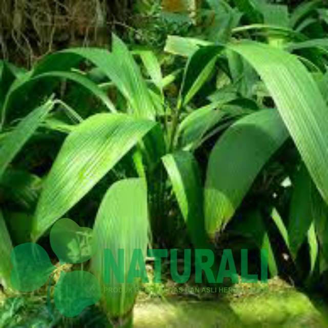 

Bahan bungkus bacang/bakcang daun curculigo/congkok segar