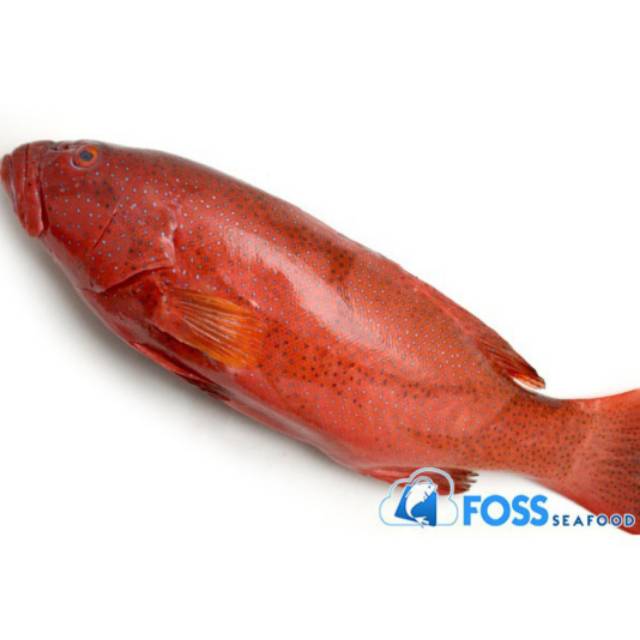 

Foss Seafood Ikan Kerapu Tungsing / Tungsing Merah Frozen (beku)