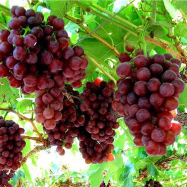 

Bibit anggur merah manis