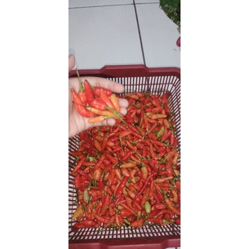 

Cabe Rawit Merah 250gr