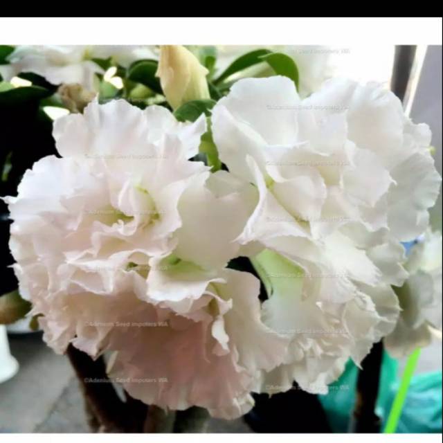 

Bijih benih adenium triple with moon