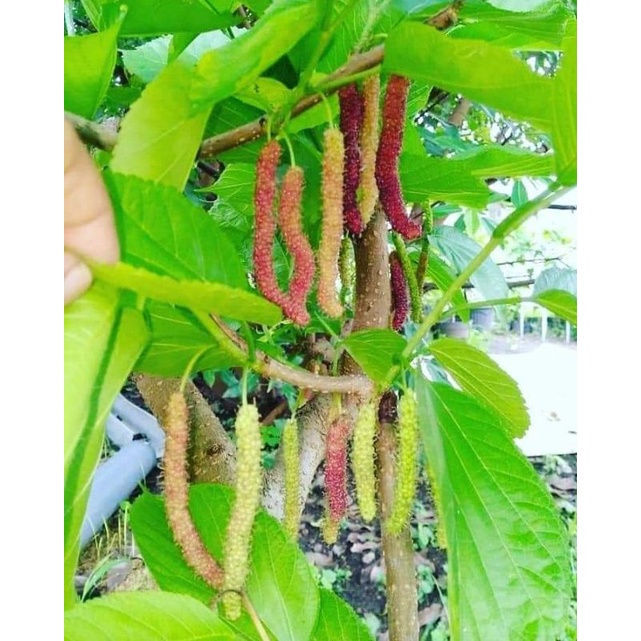 Long Murbei / Murbei / Bibit Tanaman Hidup Pohon Buah Berry Murah