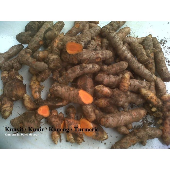 

Herbal Alzheimer - Kunyit segar 1 kg / kunir