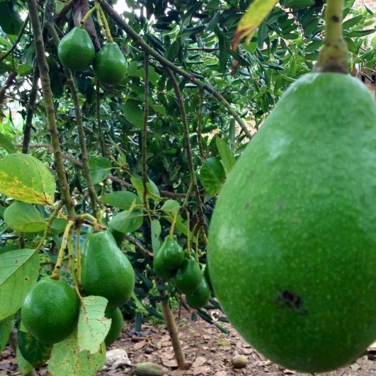 Pupuk Perangsang Buah Booster Alpukat Cepat Berbuah Boster Alpukat