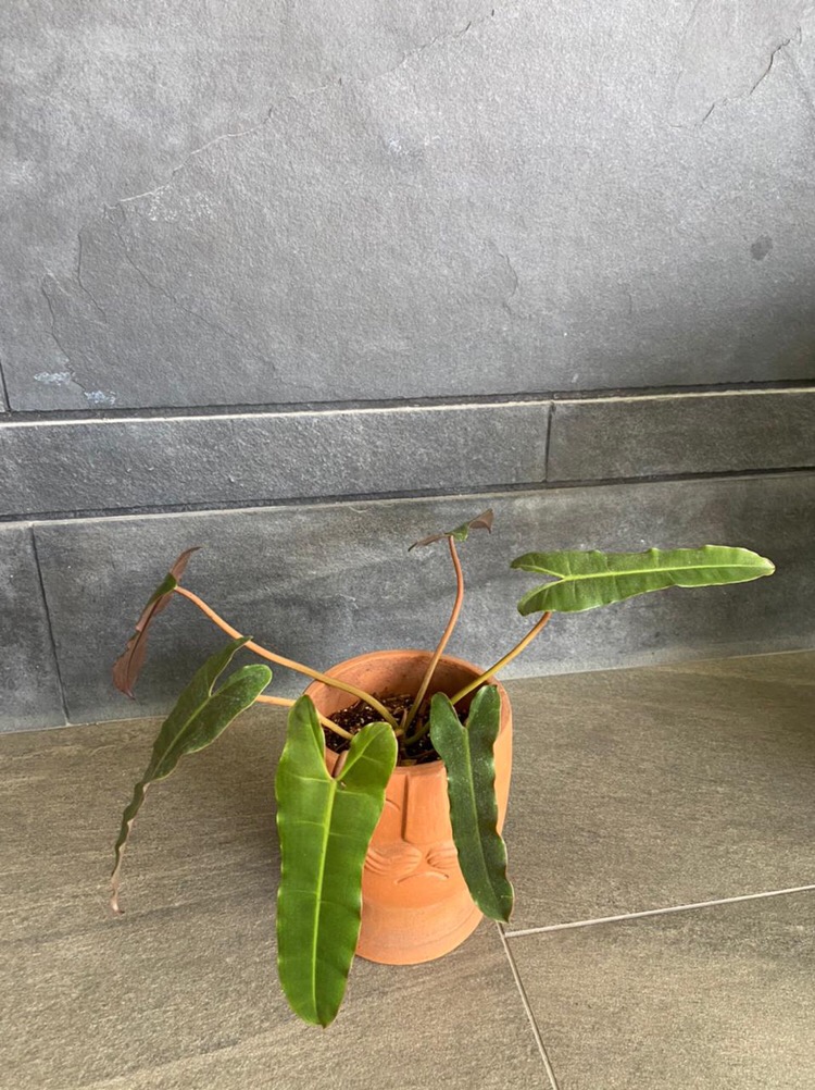 Watsons Hand Wash Coconut & Berry / Sabun Cuci Tangan 500 Ml