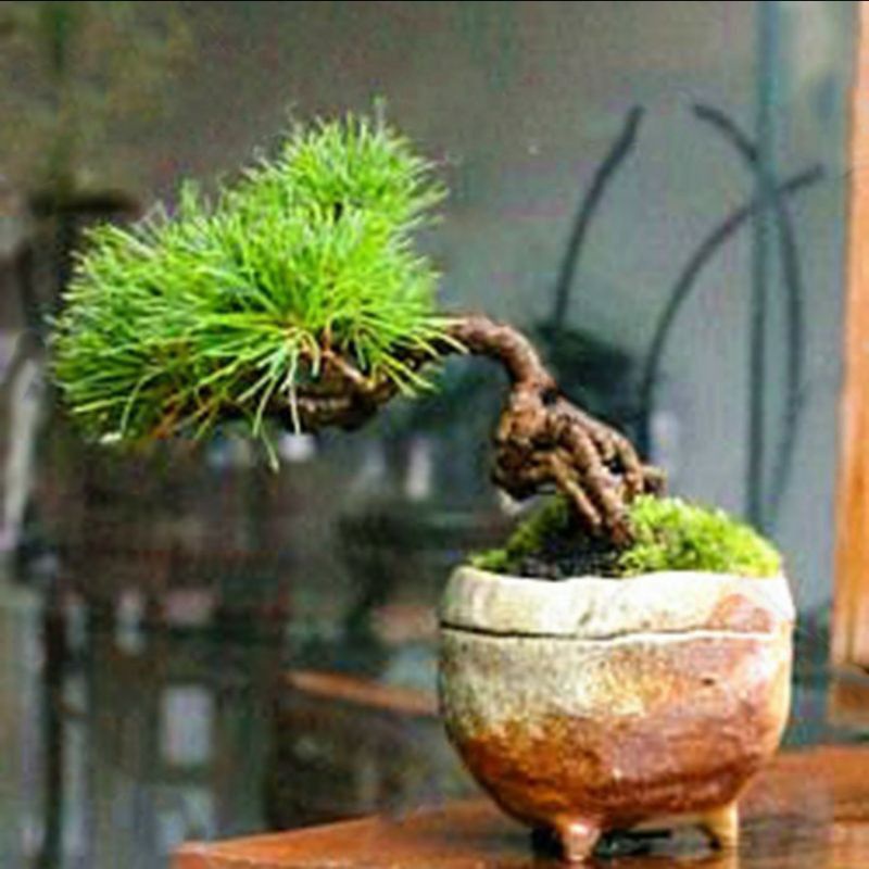 Biji black pine Murah