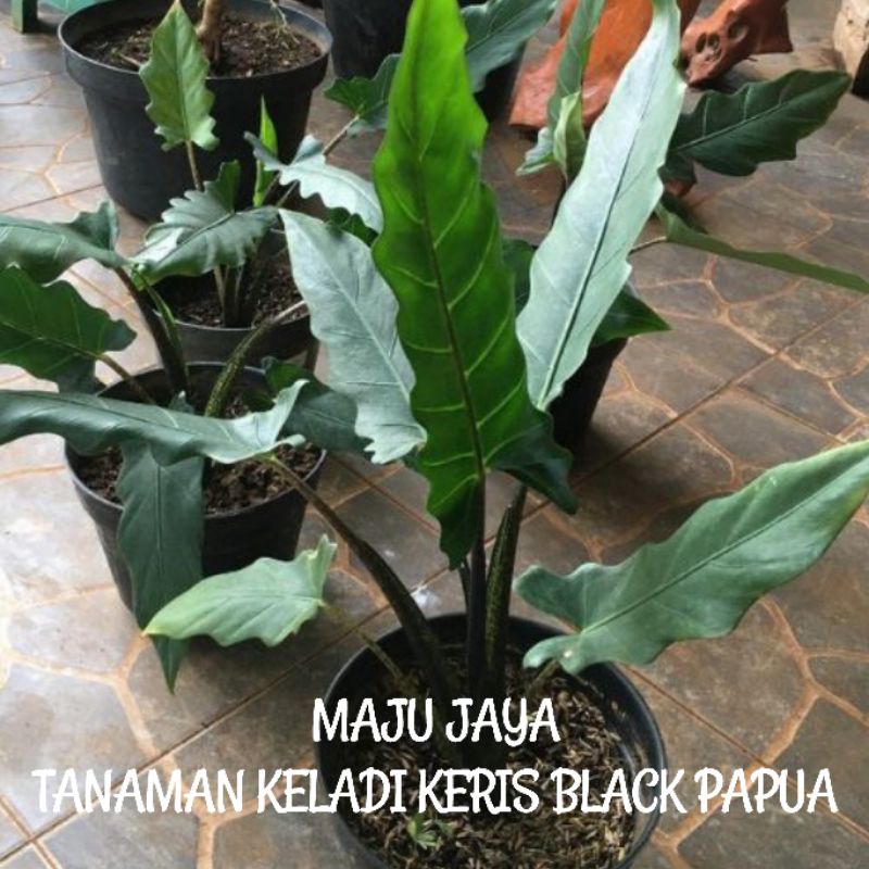 KELADI KERIS BLACK PAPUA DEWASA SUPER/TANAMAN HIAS KELADI KERIS BLACK PAPUA