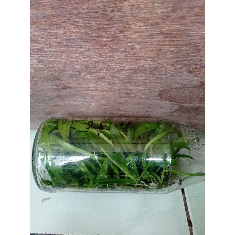 bibit anggrek dendro botol