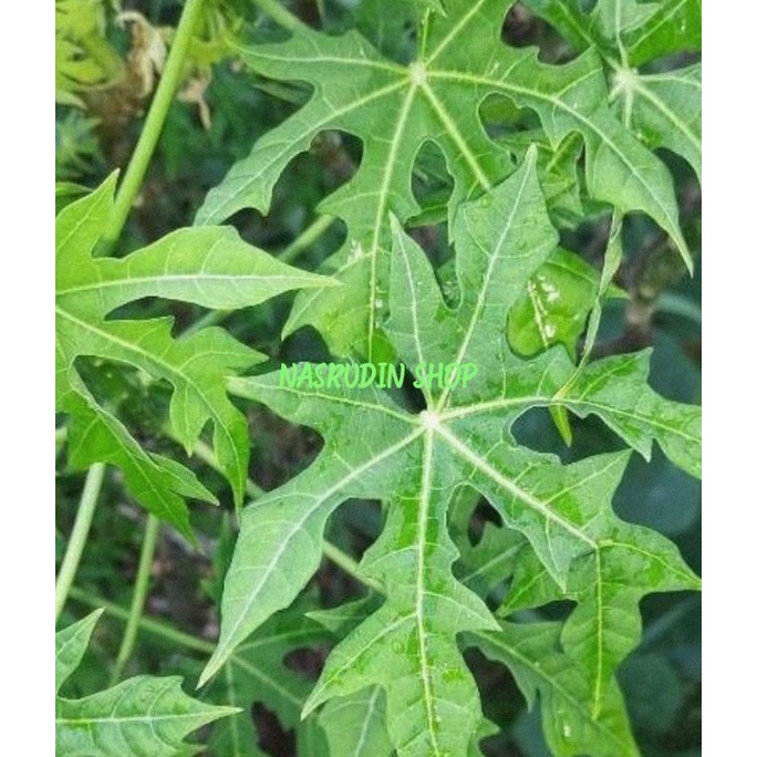 

DAUN PEPAYA JEPANG SEGAR / DAUN GEDI LANGSUNG PETIK