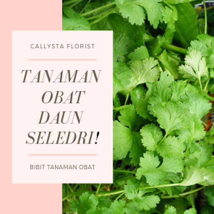 Bibit Tanaman Herbal Seledri m3rauke
