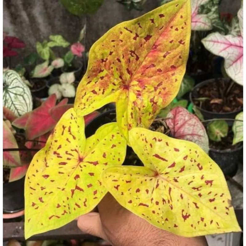 Caladium SPARKLY YELLOW