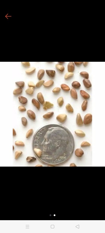 (benih) Biji Bunga Mawar Kuning Cantik Langka