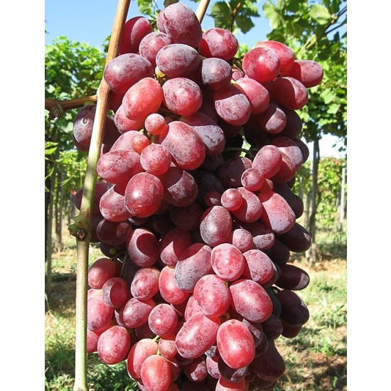 bibit anggur import rizamat