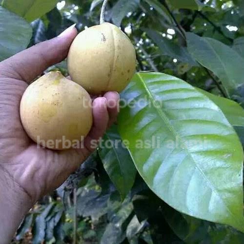 

paket hemat buah pala segar fresh 5 kg