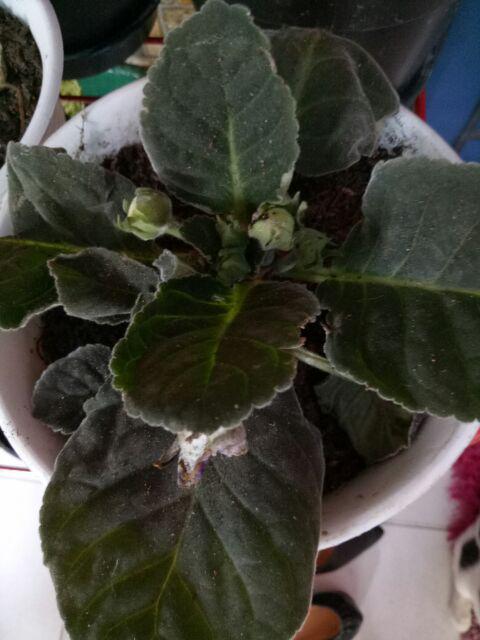 Tanaman Hias - Bibit Bunga Gloxinia