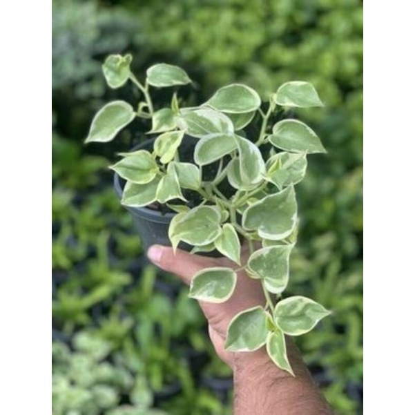 Tanaman Hias Paperomia Mint Frost - Tanaman Hias Jade Plant - Tanaman Hias Teplan Terang Bulan Tanaman Rambat
