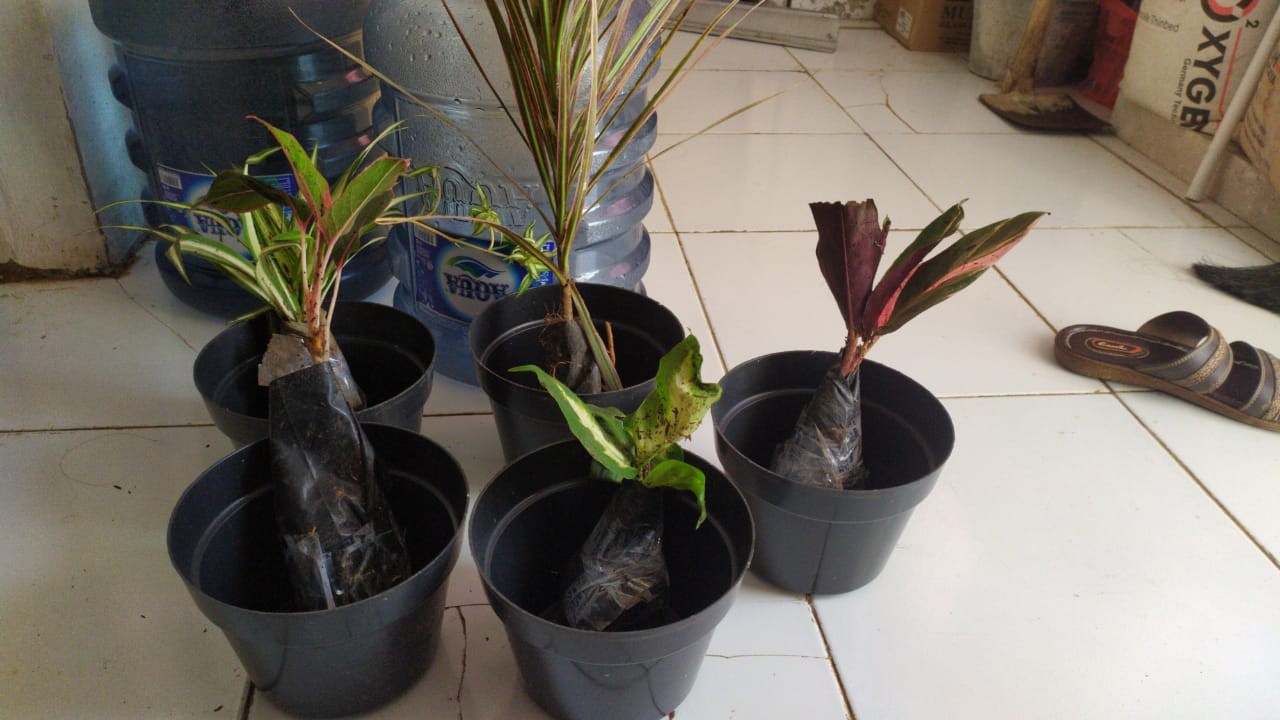 Tanaman Hias Tricolor Merah 3 Color Bunga Tricolor