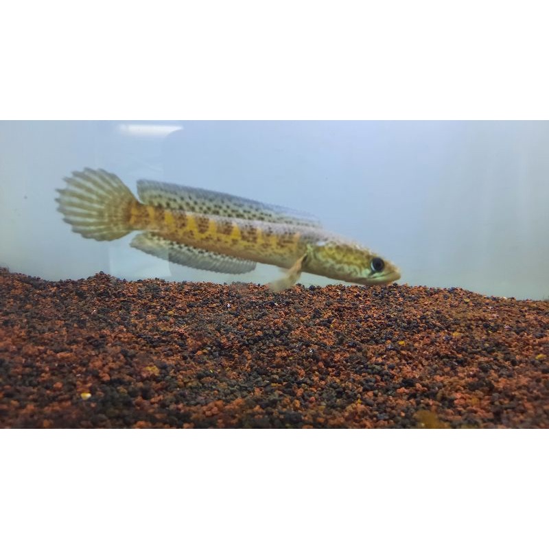 chana auranti 15/16cm