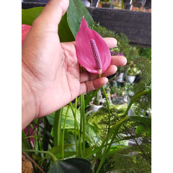 Tanaman hias anthurium bunga ungu besar