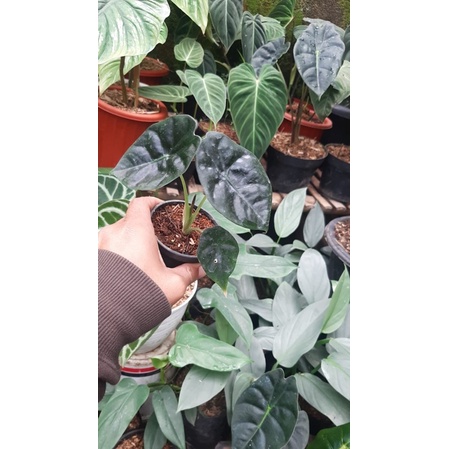 alocasia golden bone