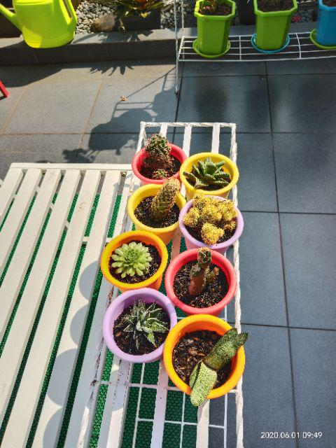 Sukulen Dan Kaktus | Echinocactus Grusonii (golden Barrel)