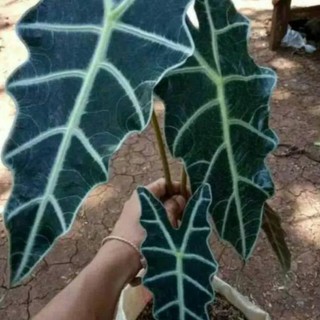 Keladi Amazon Alocasia Amazonica Shopee Indonesia