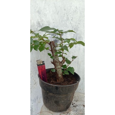 bahan bonsai phusu bulu taiwan di kirim sesuai foto