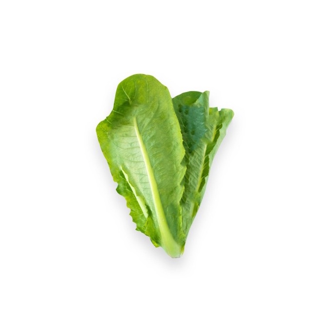 Selada Romaine / Romaine Lettuce Organik 200gr