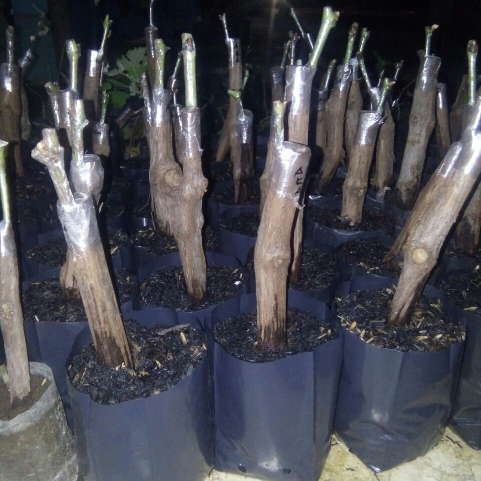 Paket 5 Cutting Grafting Anggur Import