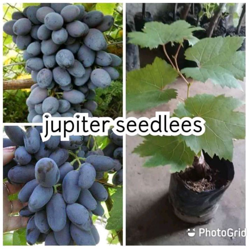 bibit anggur jupiter import stek batang